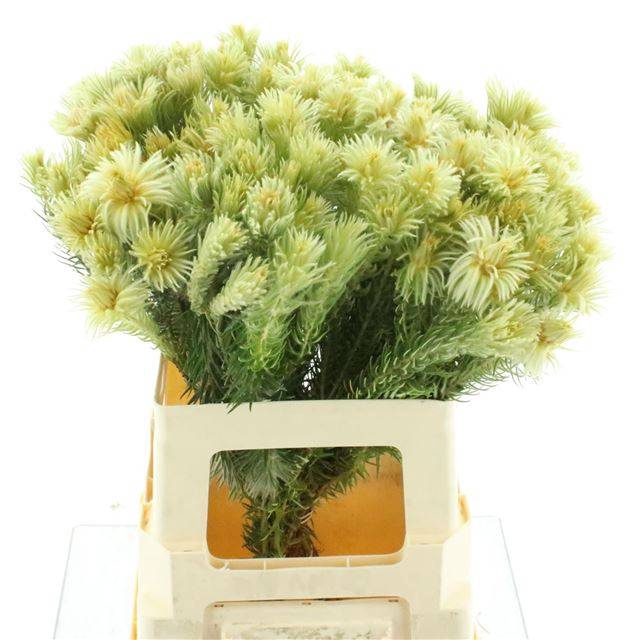 <h4>KAAPS GROEN</h4>