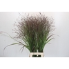Panicum Warrior