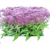 Eupatorium Purpureum