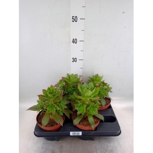 Aeonium   ...