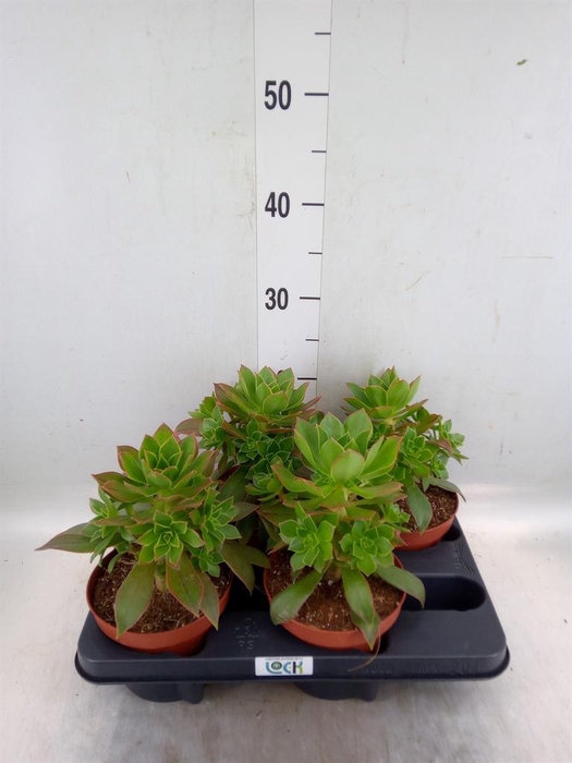 <h4>Aeonium   ...</h4>