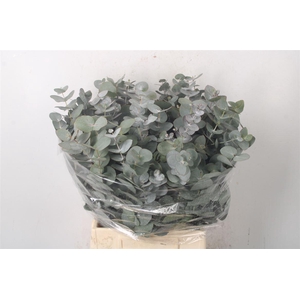 Euc Cinerea Per Bunch 150 Gram