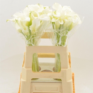 CALLA 'CAPTAIN VENTURA'