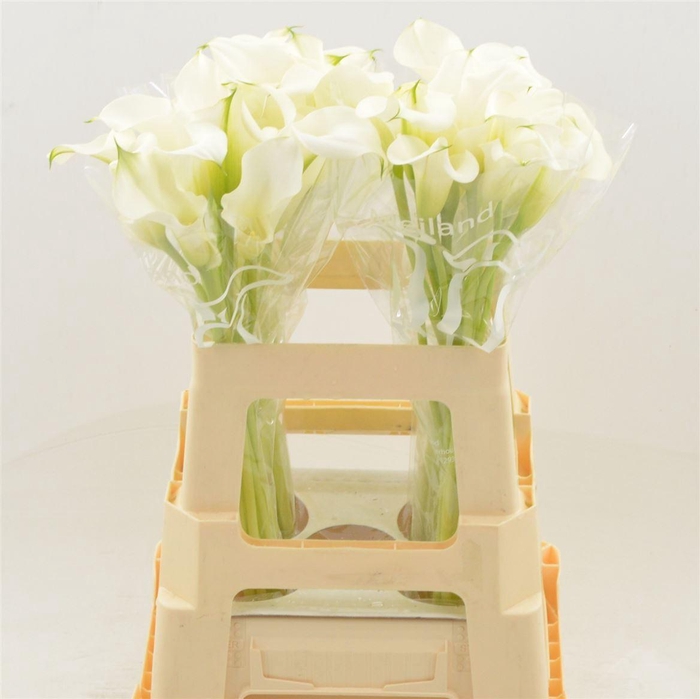 <h4>CALLA 'CAPTAIN VENTURA'</h4>