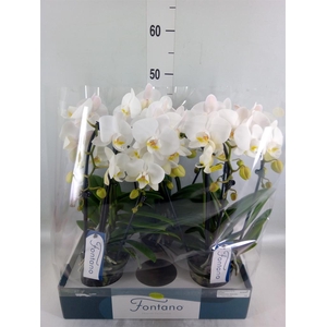 Phalaenopsis   ...white