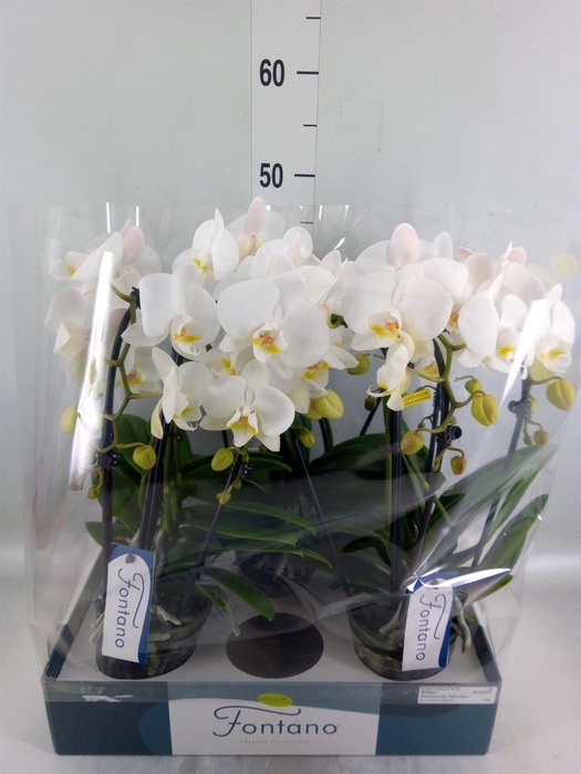 <h4>Phalaenopsis   ...white</h4>