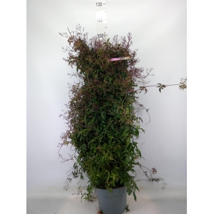 Jasminum polyanthum   ...rose