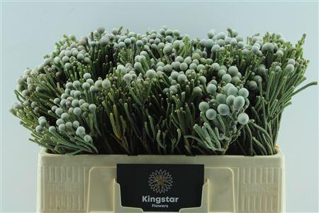 <h4>BRUN LAEVIS</h4>