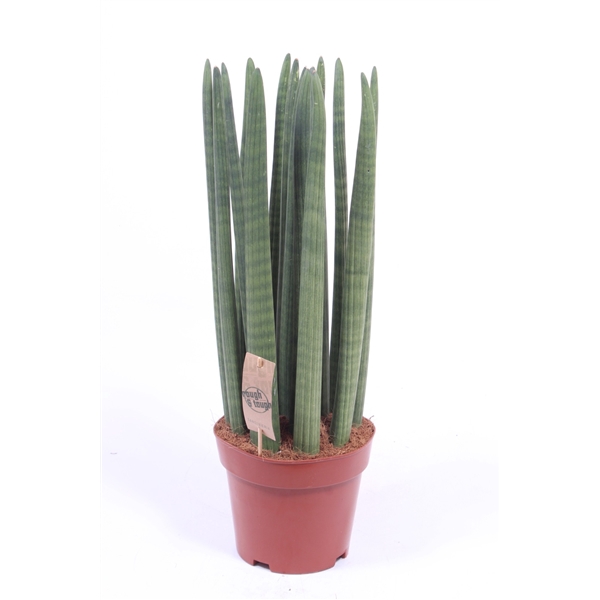 <h4>Sansevieria Straight</h4>