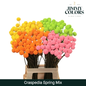 Craspedia L70 Klbh. Spring Mix