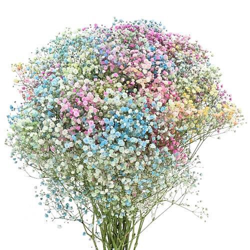 <h4>GYPS TINTED RAINBOW BRIGHT</h4>