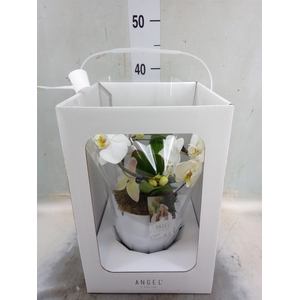 Phalaenopsis   ...white