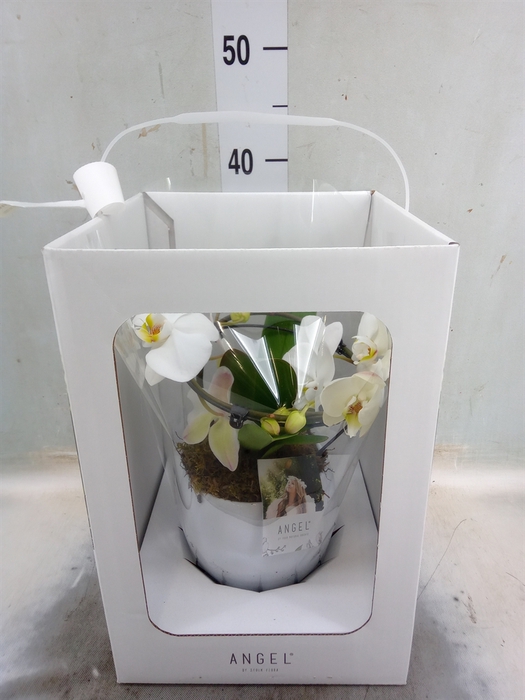 <h4>Phalaenopsis   ...white</h4>