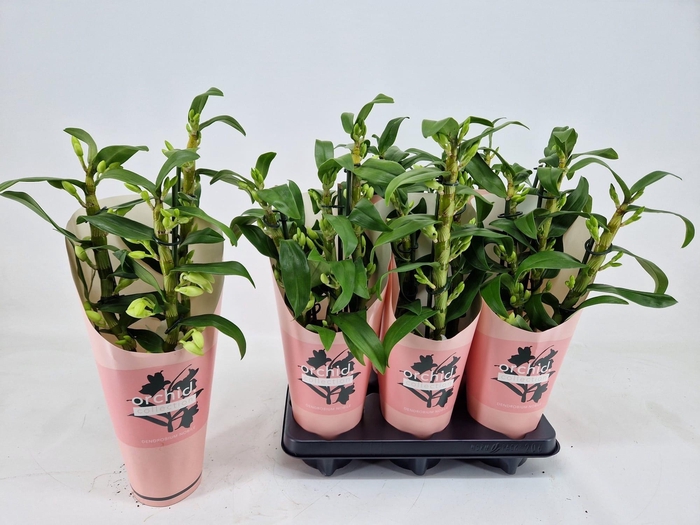 <h4>DENDR N SC APOLLON</h4>