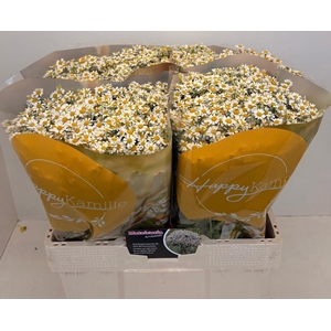 TANA PA SINGLE VEGMO