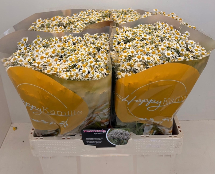 <h4>TANA PA SINGLE VEGMO</h4>