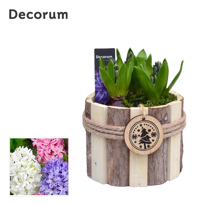 <h4>Hyacint Tak Rond HL17762 [PURE]</h4>