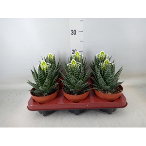 Aloe aristata 'Tiki Tahi'