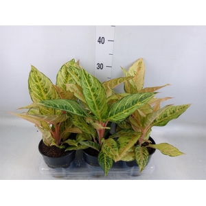Aglaonema   ...