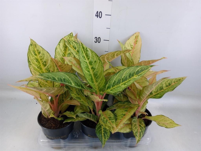 <h4>Aglaonema   ...</h4>