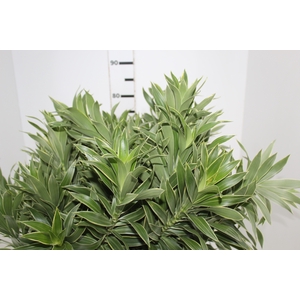 FOLHAGEM DRACENA PLEOMELE CINZA