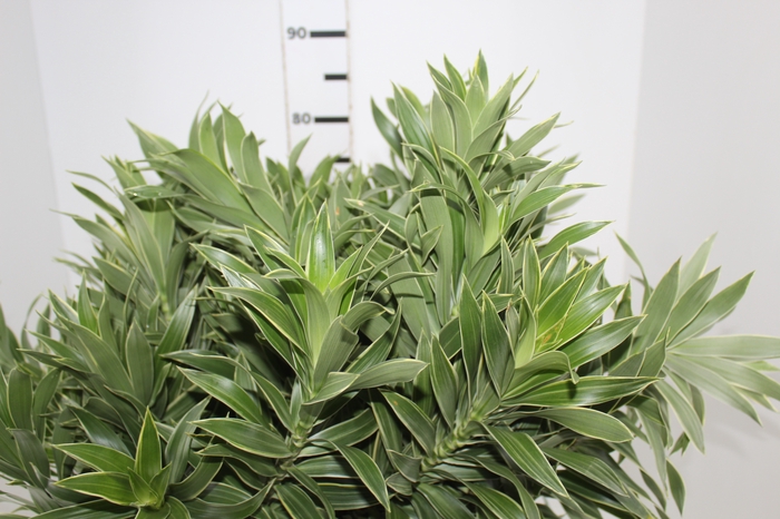 <h4>FOLHAGEM DRACENA PLEOMELE CINZA</h4>