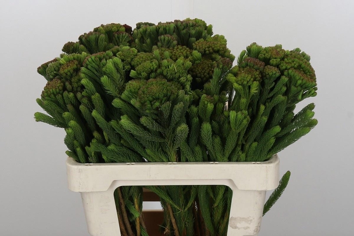 <h4>BRUN ALBIFLORA</h4>