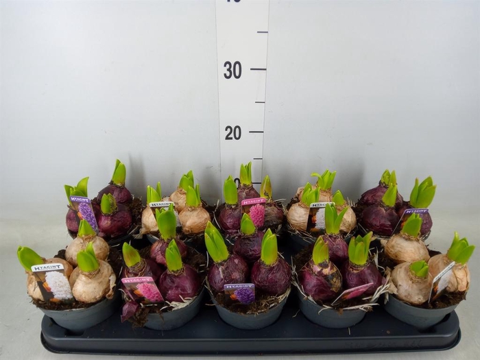 <h4>Hyacinthus orie. 'Pearl'  ...mix  3</h4>