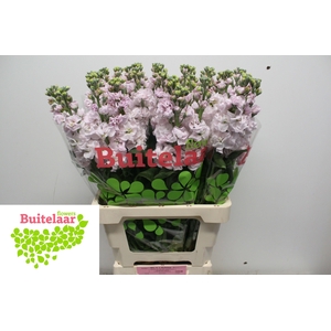 MATTH IRON CHERRY BL