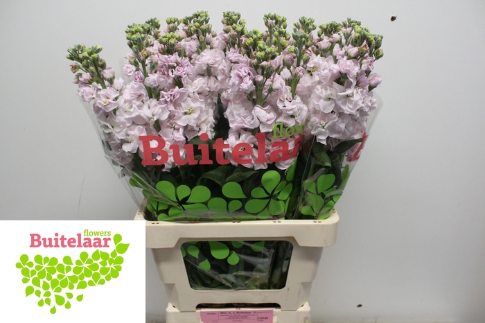 <h4>MATTH IRON CHERRY BL</h4>