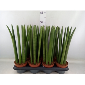 Sansevieria   ...