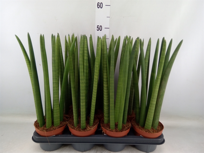 <h4>Sansevieria   ...</h4>