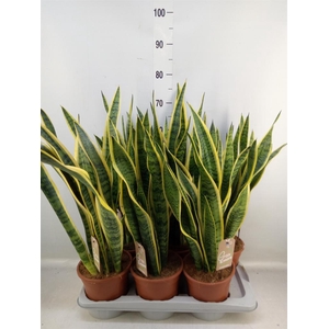 Sansevieria trifa. 'Laurentii'