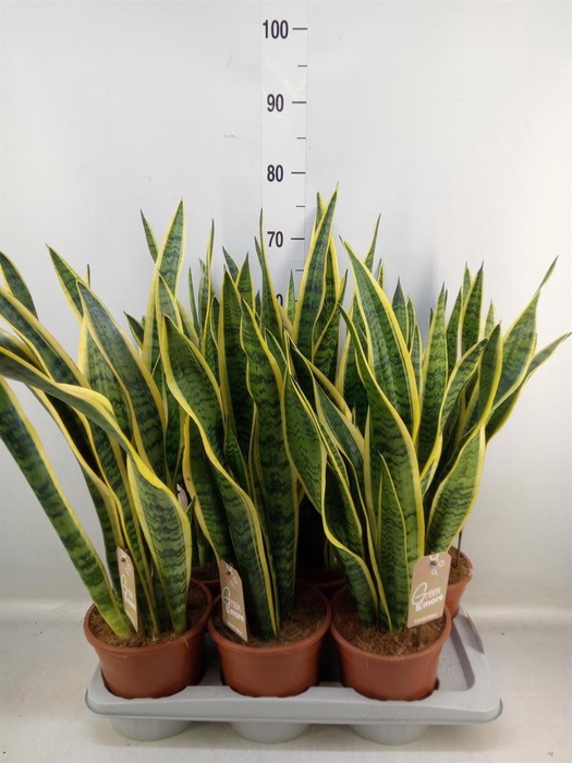 <h4>Sansevieria trifa. 'Laurentii'</h4>