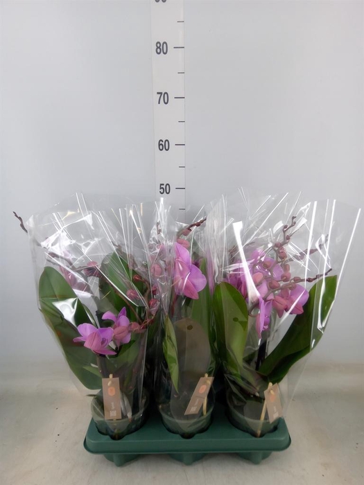 <h4>Phalaenopsis 'Spirit Pink'</h4>