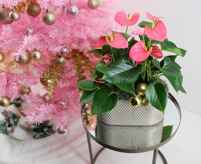 <h4>Anthurium XL.31 Arisa Pink 23cm in ovale keramieken pot met kerst bijsteker</h4>