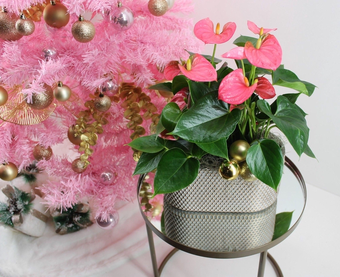 <h4>Anthurium XL.31 Arisa Pink 23cm in ovale keramieken pot met kerst bijsteker</h4>