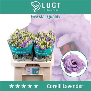 Eus G Corelli Lavender