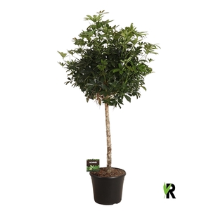 Schefflera arb. compacta bol op stam