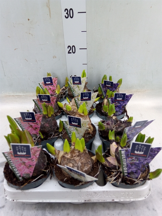 <h4>Hyacinthus orie. 'Multifl' ..mix 4</h4>