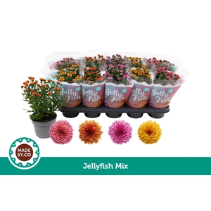Chrysant Jellyfish Mix