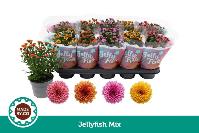 <h4>Chrysant Jellyfish Mix</h4>