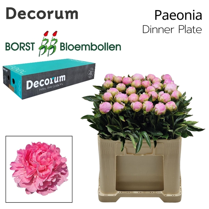 <h4>PA Dinner Plate</h4>
