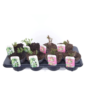 Dicentra spectabilis mix