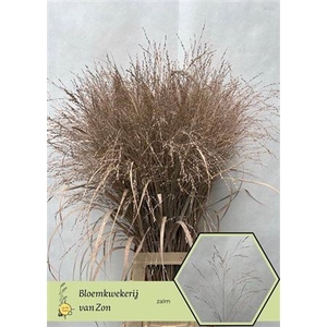 Siergr Panicum Abricot