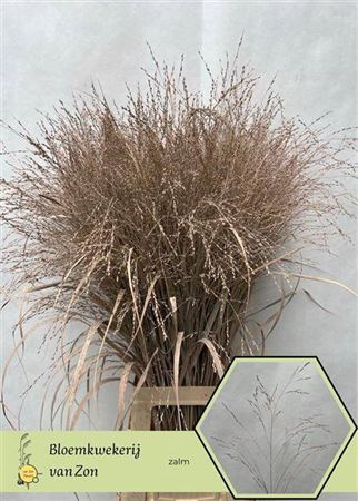 <h4>Siergr Panicum Abricot</h4>