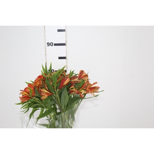 ALSTROEMERIA CHEERIO 080 CM