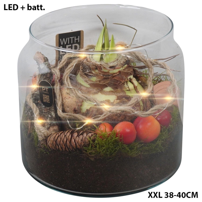 <h4>Arr.  Hippeastrum  H%</h4>