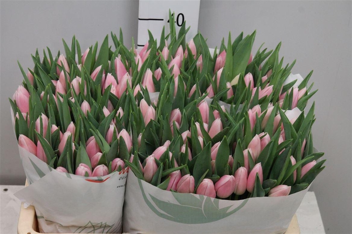 <h4>Tu En Gabriella</h4>