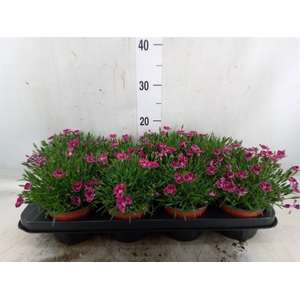 Dianthus  'Pillow Purple'